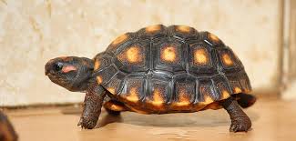 Jabuti pode tomar sol? Entenda por que isso é importante e quais cuidados ter