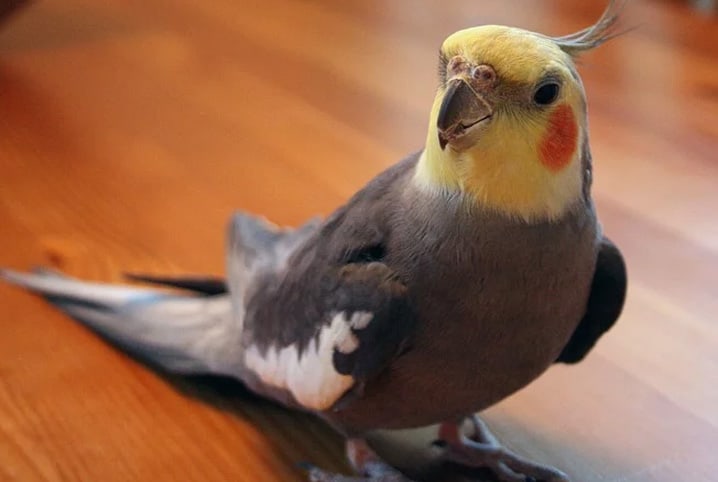 Peito seco em aves: doença ou sinal clínico?